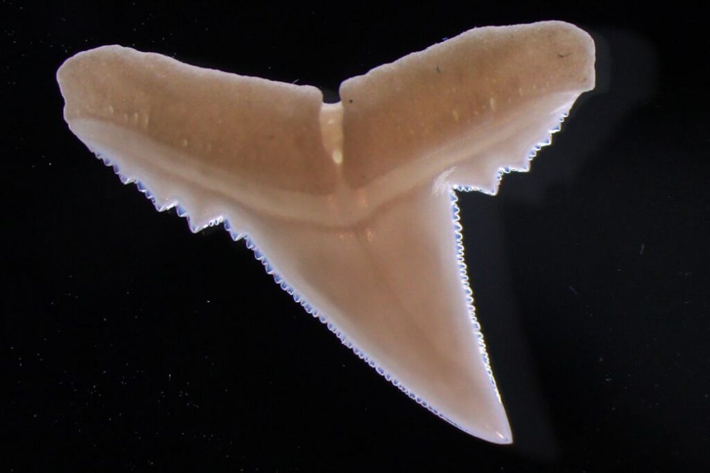 single tooth