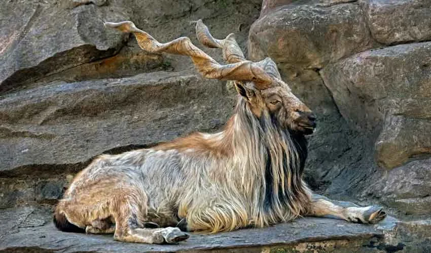 KP grants Markhor, Ibex, Grey Coral hunting permits worth .9m
